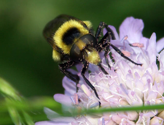 Volucella bombylans - Copyright Hugues Mouret